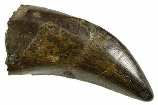 Serrated, Tyrannosaur (Nanotyrannus) Tooth - Montana #378492