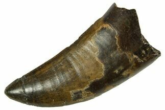 Serrated, Tyrannosaur (Nanotyrannus) Tooth - Montana #378498
