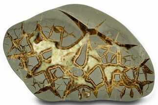 Polished Septarian Slab - Utah #378508