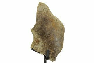 Fossil Hadrosaur Skull Section w/ Metal Stand - South Dakota #378513