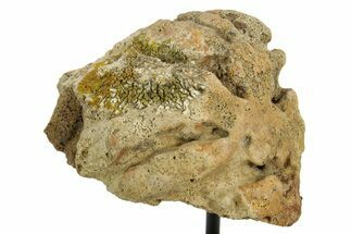Fossil Triceratops Femur Section w/ Metal Stand - South Dakota #378519
