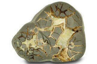 Polished Septarian Slab - Utah #378529