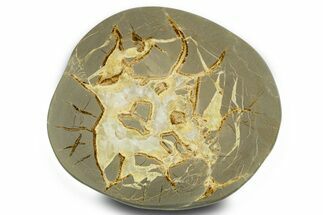 Polished Septarian Slab - Utah #378556