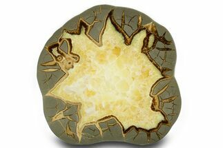 Polished Septarian Slab - Utah #378558