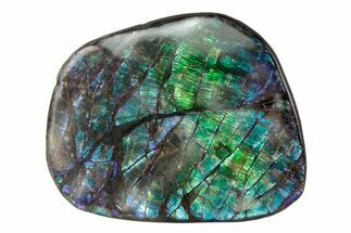 Flashy Ammolite (Fossil Ammonite Shell) - Greens & Purples #378449