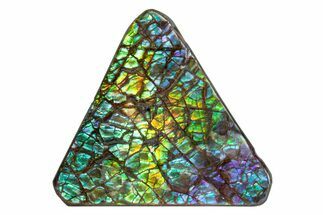 Flashy Ammolite (Fossil Ammonite Shell) - Rainbow Colored #378466
