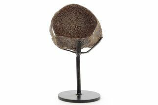 Polished Fossil Ornithischian Dinosaur Vertebra w/ Metal Stand #378540