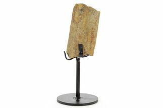 Fossil Triceratops Rib Section w/ Metal Stand - South Dakota #378566