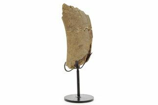 Fossil Triceratops Rib Section w/ Metal Stand - South Dakota #378568