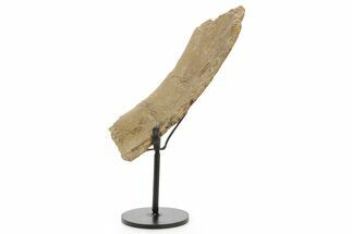 Fossil Hadrosaur Rib Section w/ Metal Stand - South Dakota #378578