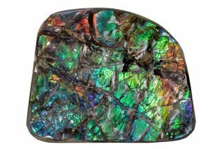 Flashy Ammolite (Fossil Ammonite Shell) - Rainbow Colored #378482