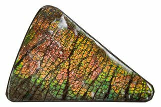 Flashy Ammolite (Fossil Ammonite Shell) - Greens & Oranges #378490
