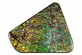 Flashy Ammolite (Fossil Ammonite Shell) - Greens & Yellows #378501
