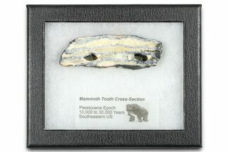 Mammoth Molar Slice With Case - South Carolina #377758