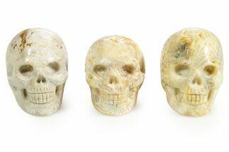 Polished Indonesian Fossil Coral Skulls #378699