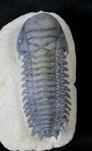 Beautifully Prepared Crotalocephalina Trilobite - #19816