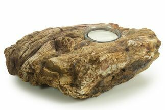 Petrified Wood Candle Holder - Madagascar #378847