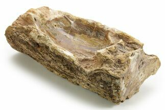 Polished Petrified Wood Soap Dish - Madagascar #378871