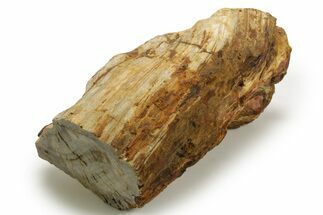 Triassic-Age Petrified Wood Log - Madagascar #378886