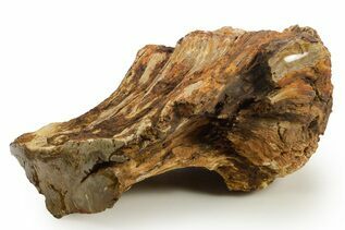 Petrified Wood For Sale