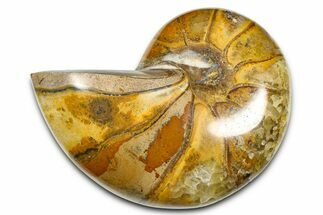 Polished Fossil Nautilus (Cymatoceras) - Madagascar #378974