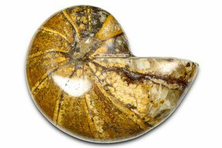 Polished Fossil Nautilus (Cymatoceras) - Madagascar #378976