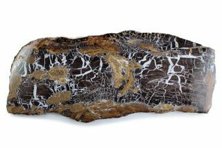 Polished Petrified Shrinkwood Slab - Parker, Colorado #378113