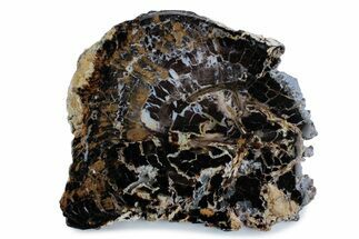 Polished Petrified Shrinkwood Slab - Parker, Colorado #378116