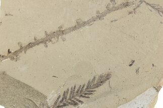 Shale With Dawn Redwood (Metasequoia) Fossils - Montana #378257