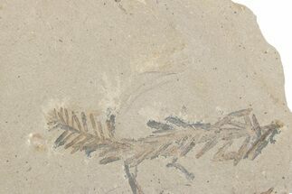 Shale With Dawn Redwood (Metasequoia) Fossils - Montana #378262