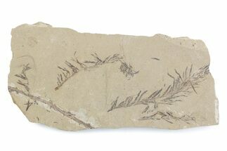 Shale With Dawn Redwood (Metasequoia) Fossils - Montana #378290