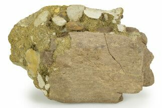Hadrosaur (Edmontosaurus) Rib Section in Sandstone - Wyoming #378370