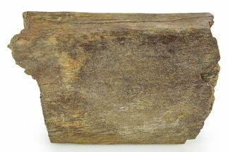 Hadrosaur (Edmontosaurus) Rib Section - Wyoming #378377