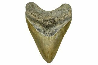 Fossil Megalodon Tooth - North Carolina #378089