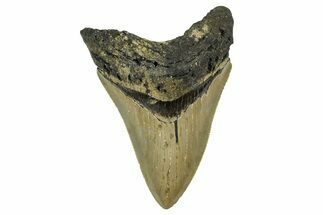 Serrated, Fossil Megalodon Tooth - North Carolina #378103