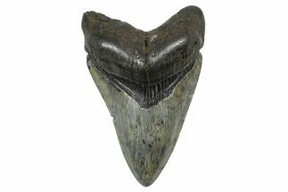 Fossil Megalodon Tooth - North Carolina #378104