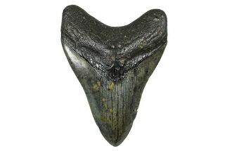 Fossil Megalodon Tooth - North Carolina #378105
