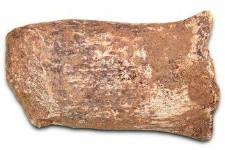 Fossil Dinosaur (Tenontosaurus) Vertebra Bone Section - Montana #378206