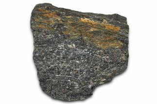 Ornithischian Dinosaur (Camptosaurus) Bone Section - Wyoming #378316