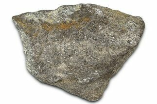 Ornithischian Dinosaur (Camptosaurus) Rib Section - Wyoming #378318