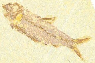 Detailed Fossil Fish (Knightia) - Wyoming #379305