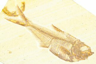 Detailed Fossil Fish (Diplomystus) - Wyoming #379313