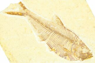 Detailed Fossil Fish (Diplomystus) - Wyoming #379316
