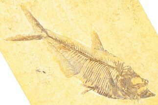 Detailed Fossil Fish (Diplomystus) - Wyoming #379319