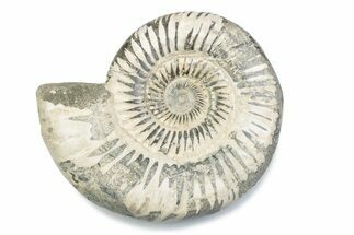 Polished Jurassic Ammonite (Perisphinctes) - Madagascar #378945