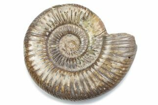 Polished Jurassic Ammonite (Perisphinctes) - Madagascar #378948