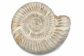 Polished Jurassic Ammonite (Perisphinctes) - Madagascar #378957