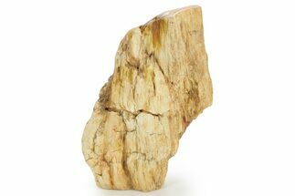 Triassic-Age Petrified Wood Log - Madagascar #379273