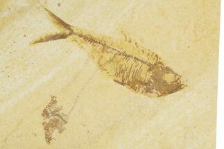 Detailed Fossil Fish (Diplomystus) - Wyoming #379350