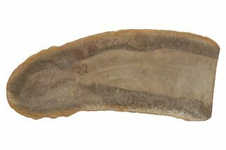 Partial Tully Monster (Tullimonstrum) - Mazon Creek #379385